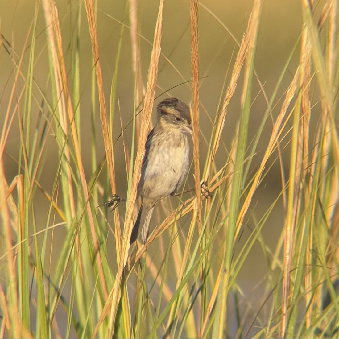 Seaside Sparrow - ML642870368