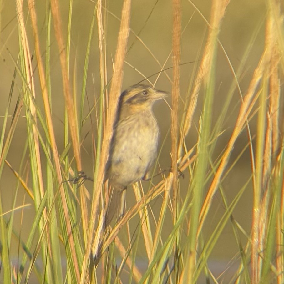 Seaside Sparrow - ML642870369