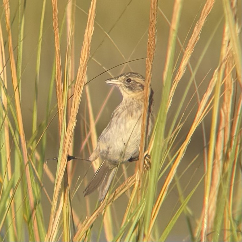 Seaside Sparrow - ML642870370