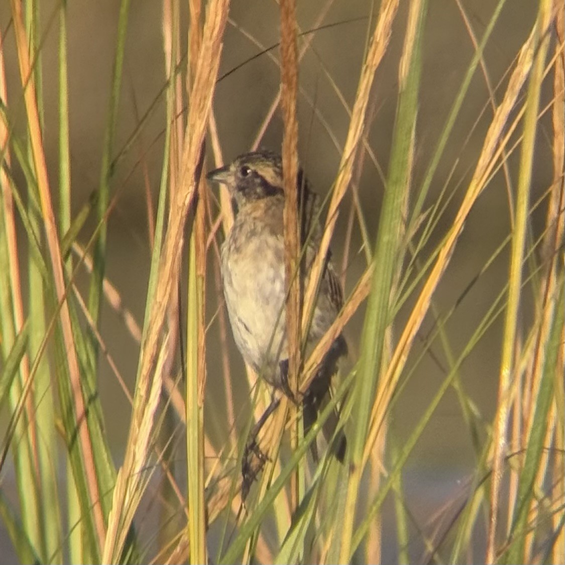 Seaside Sparrow - ML642870371