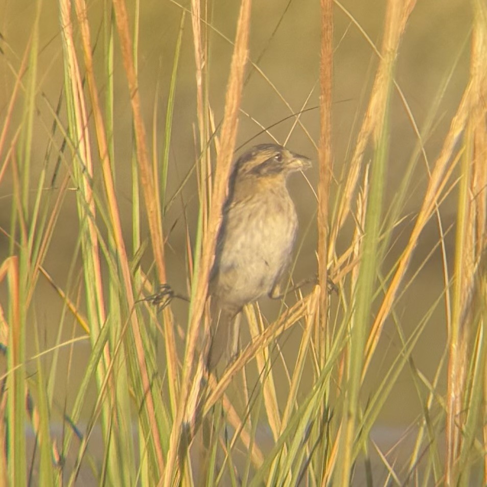 Seaside Sparrow - ML642870372