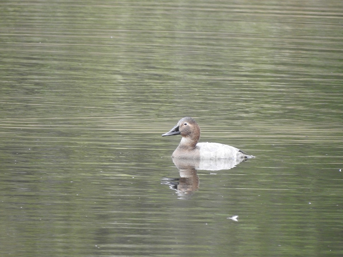 Canvasback - ML642870375