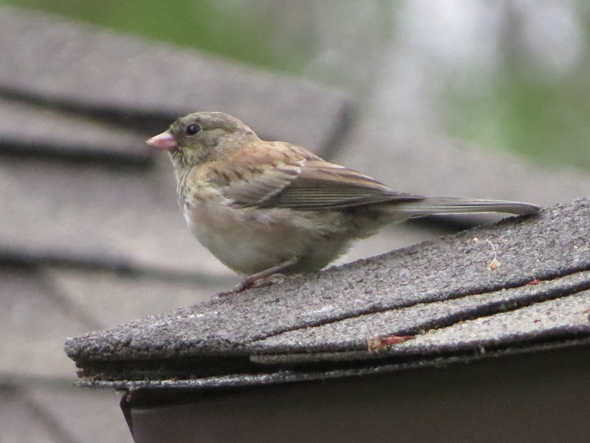Dark-eyed Junco - ML642870385