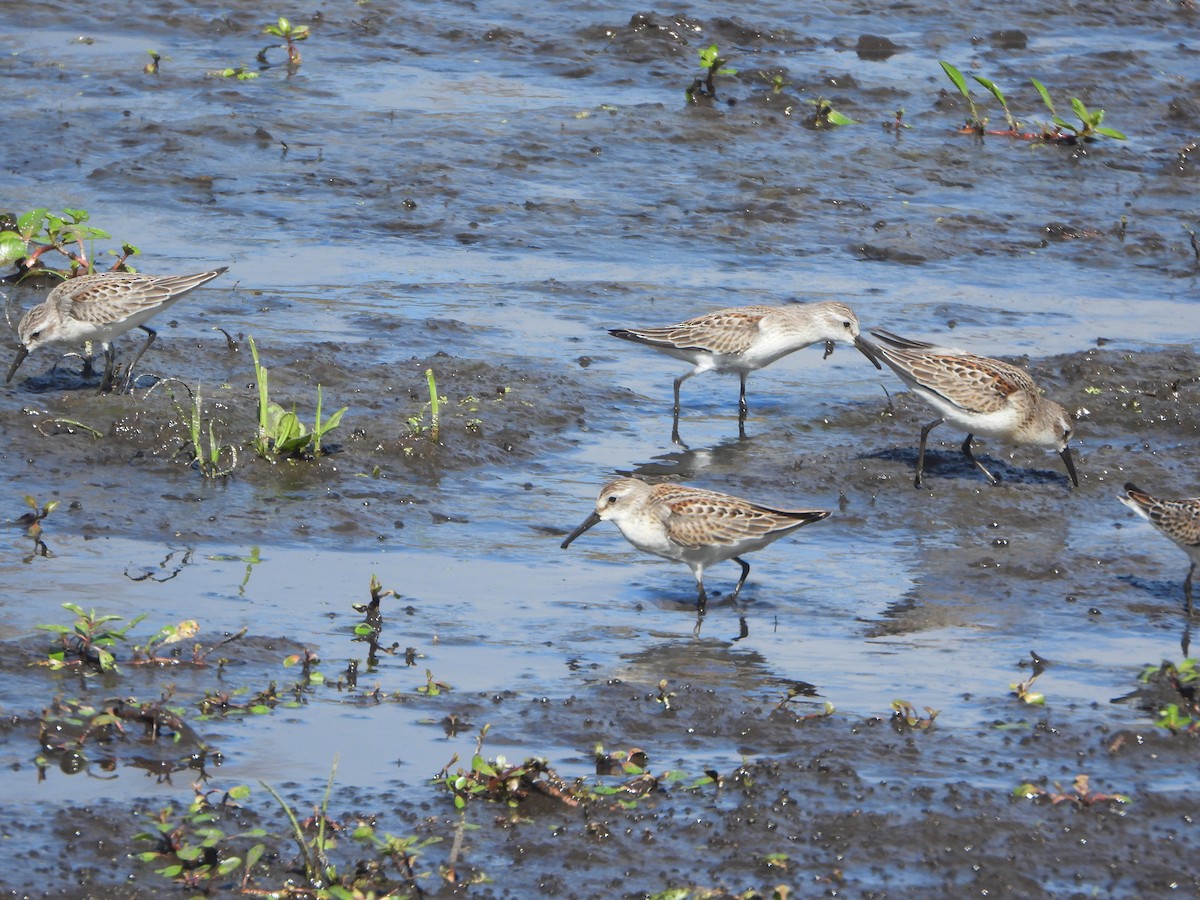 Western Sandpiper - ML642870387