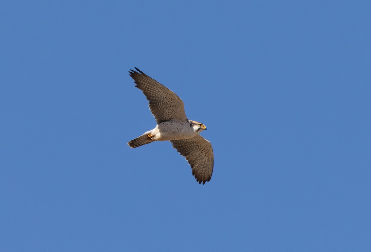 Lanner Falcon - ML642870410