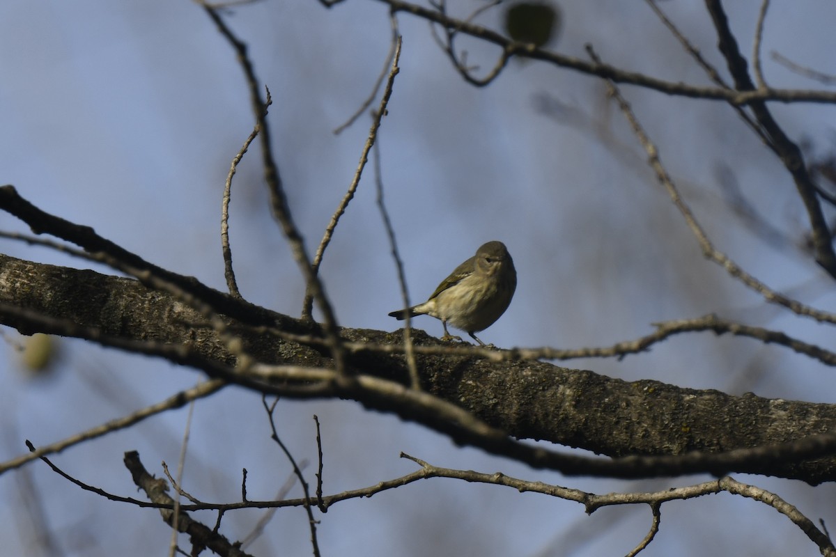 Cape May Warbler - ML642870415