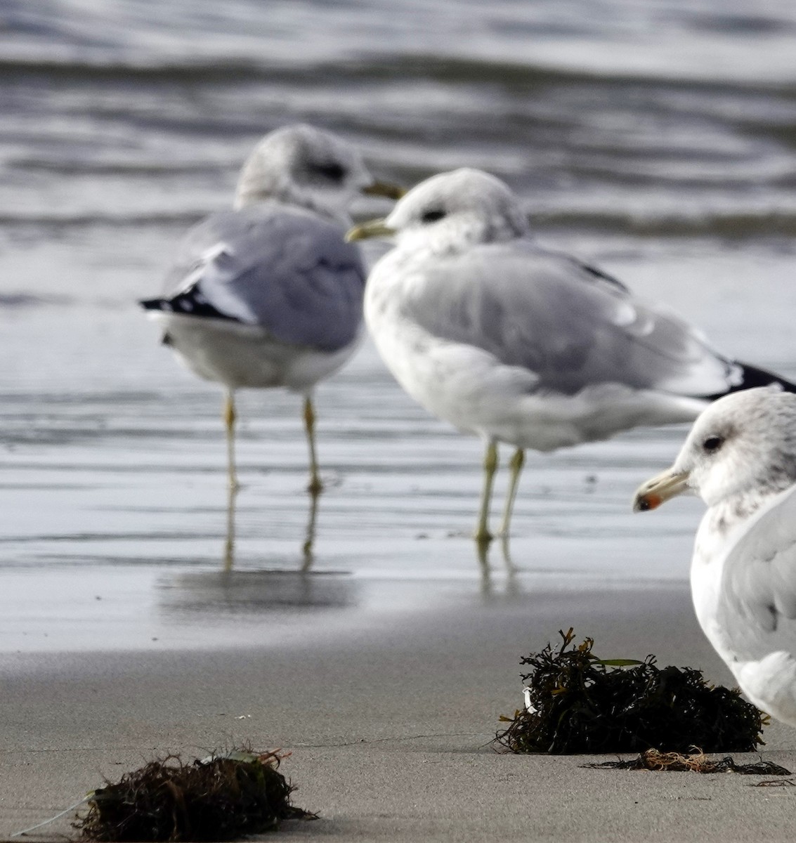 Short-billed Gull - ML642870416