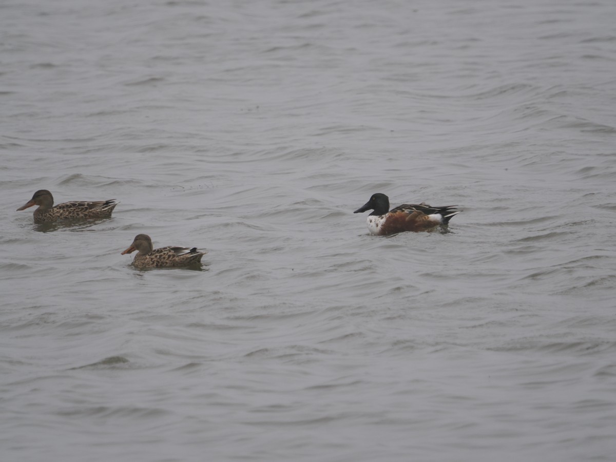 Northern Shoveler - ML642870419
