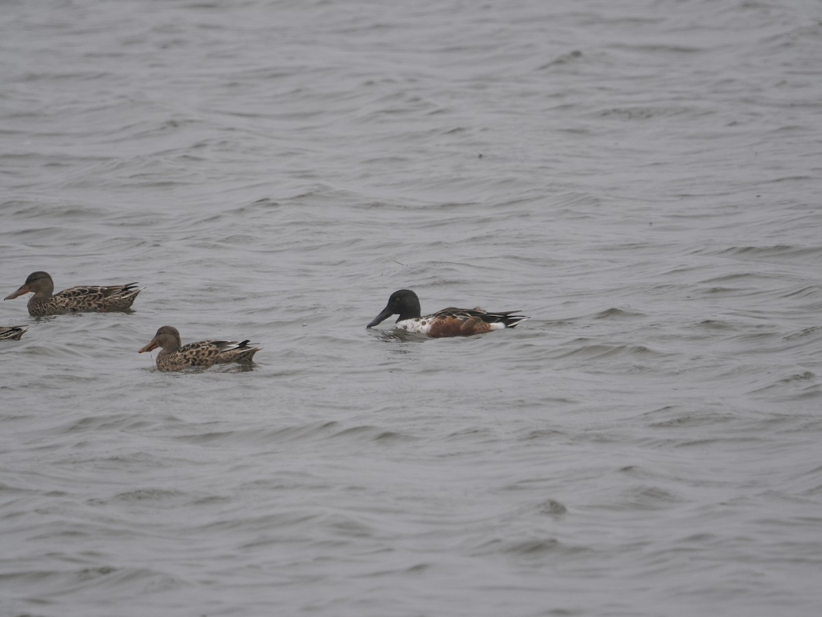 Northern Shoveler - ML642870421