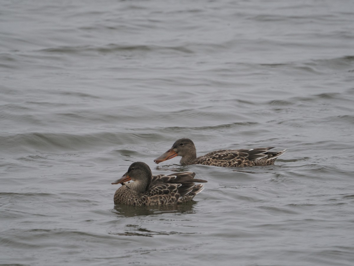 Northern Shoveler - ML642870423