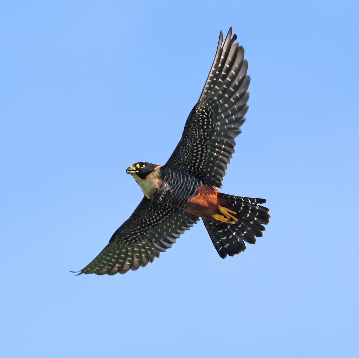 Bat Falcon - ML642870425