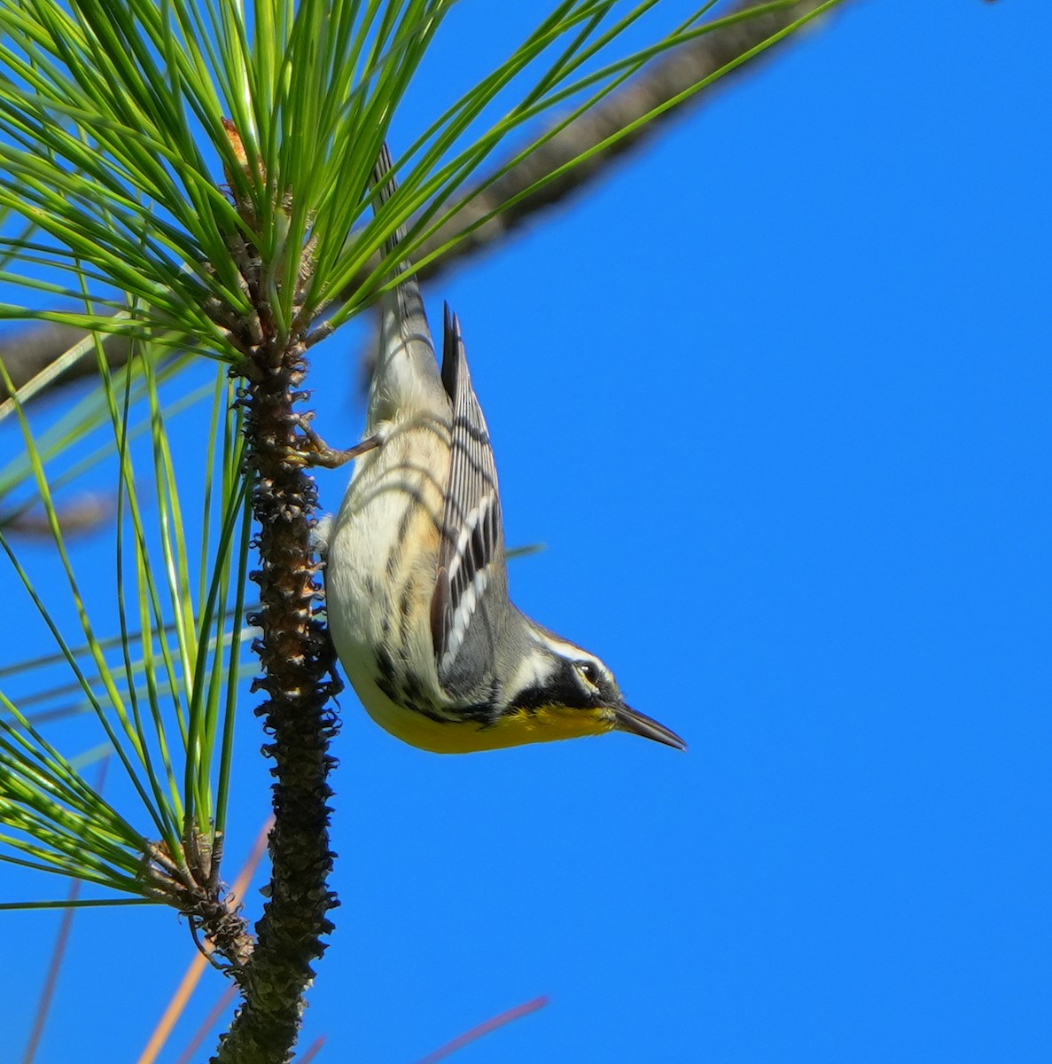 Yellow-throated Warbler - ML642870426