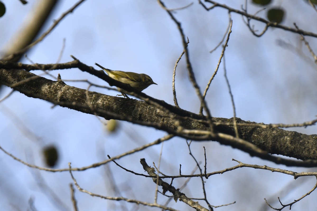 Cape May Warbler - ML642870427