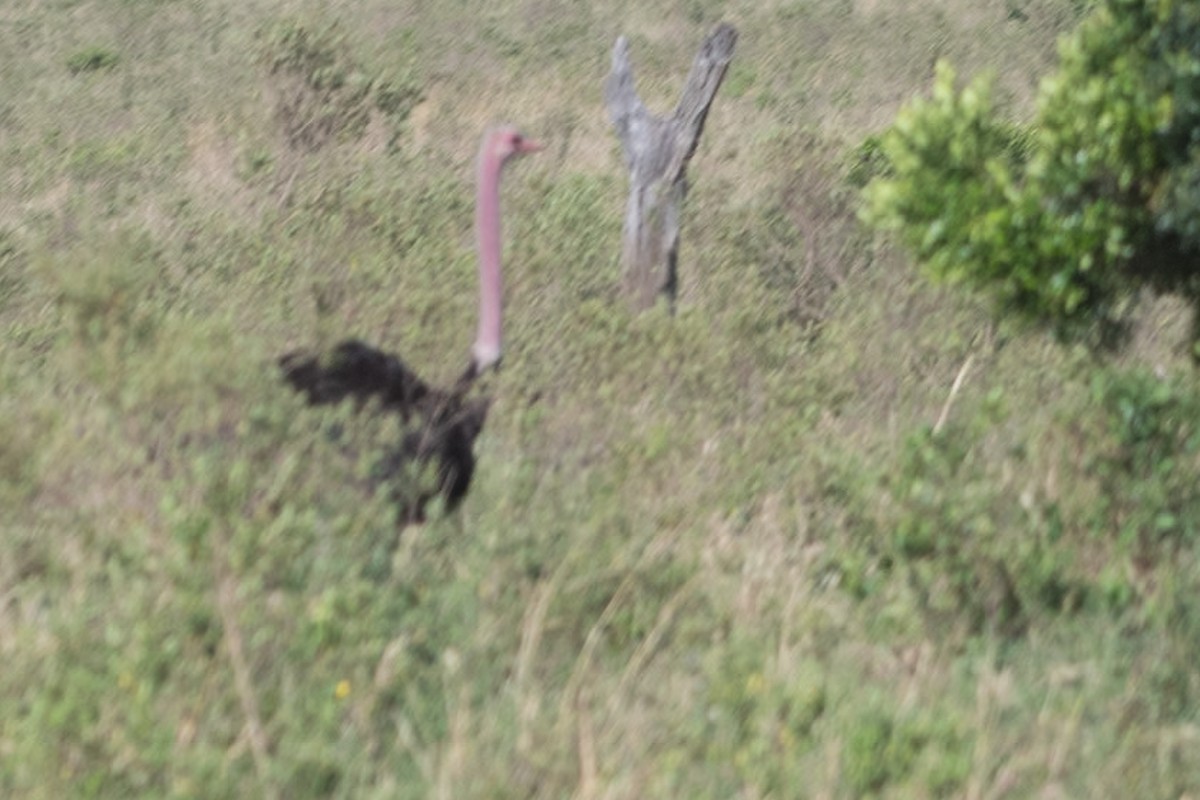 Common Ostrich - ML642870430