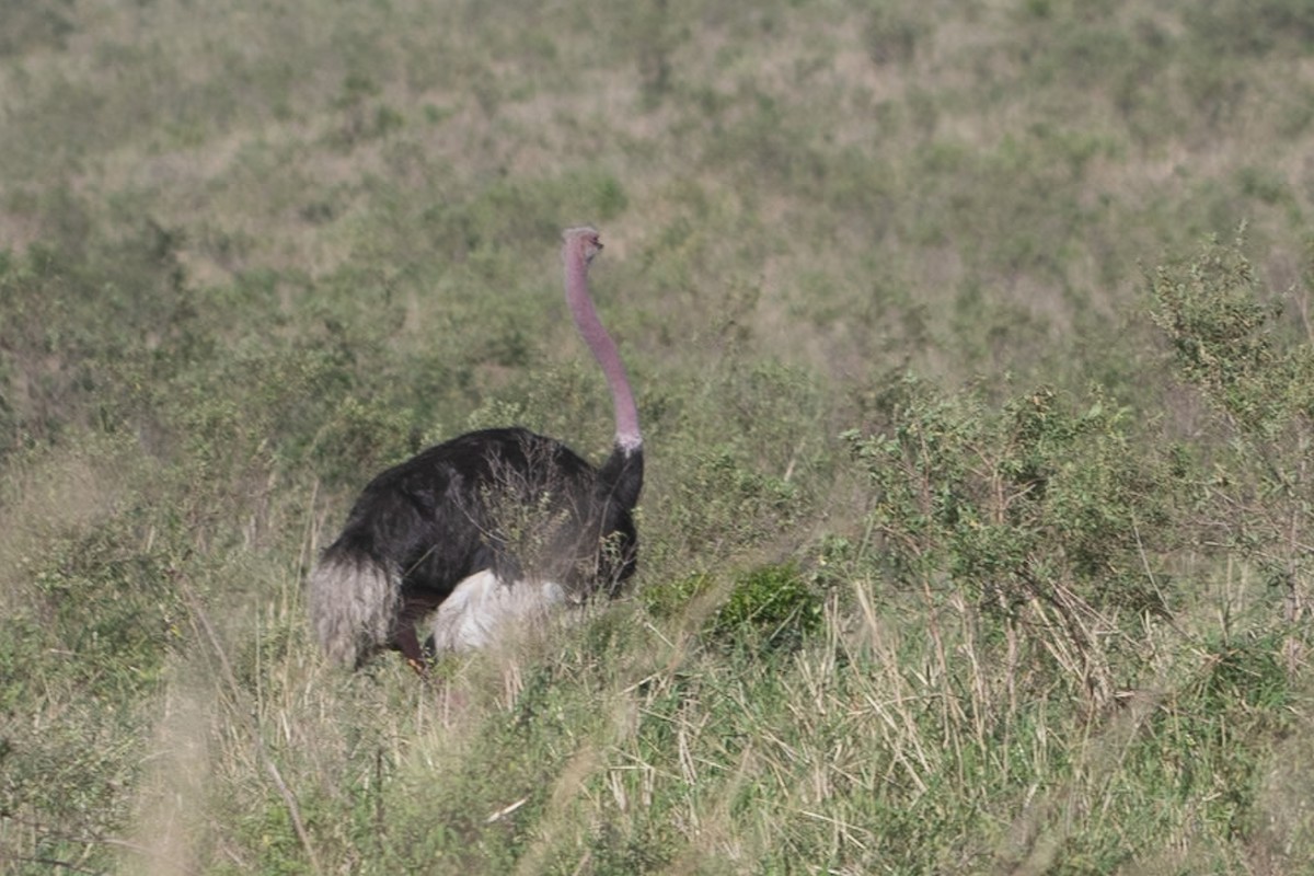 Common Ostrich - ML642870431