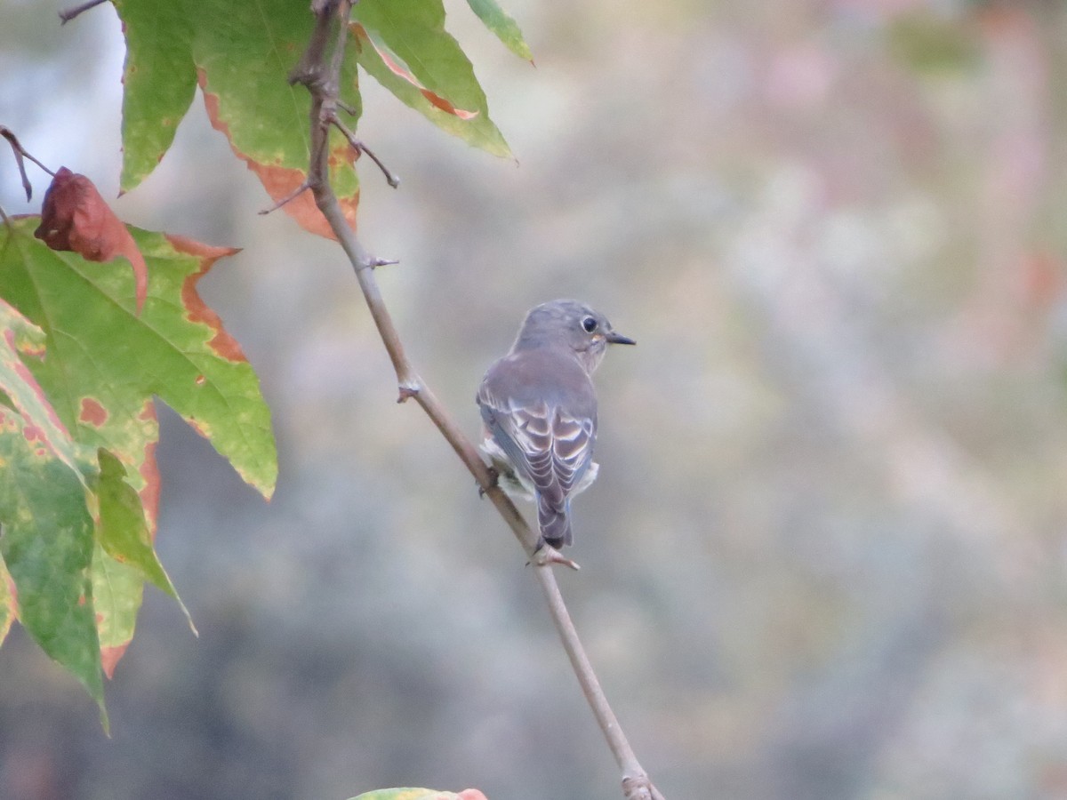 Yellow-rumped Warbler - ML642870433