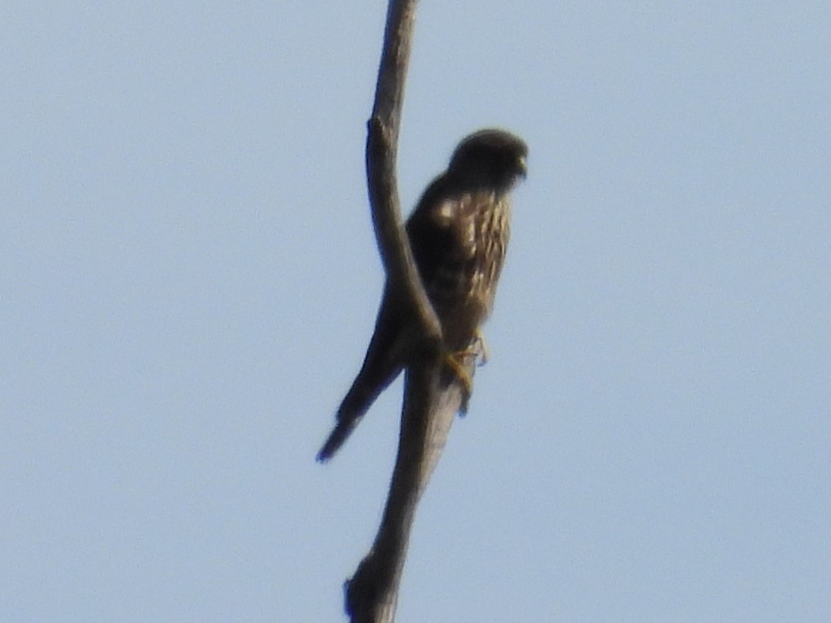 Merlin - ML642870443
