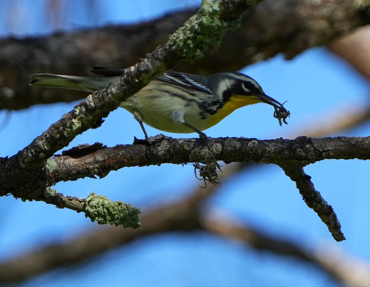 Yellow-throated Warbler - ML642870445