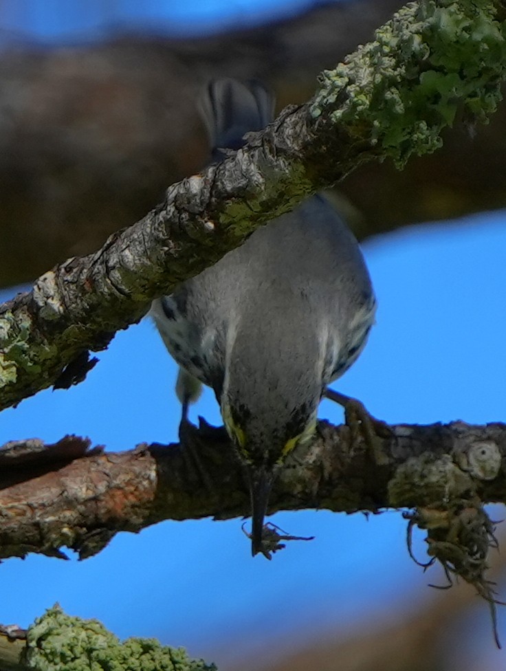 Yellow-throated Warbler - ML642870450
