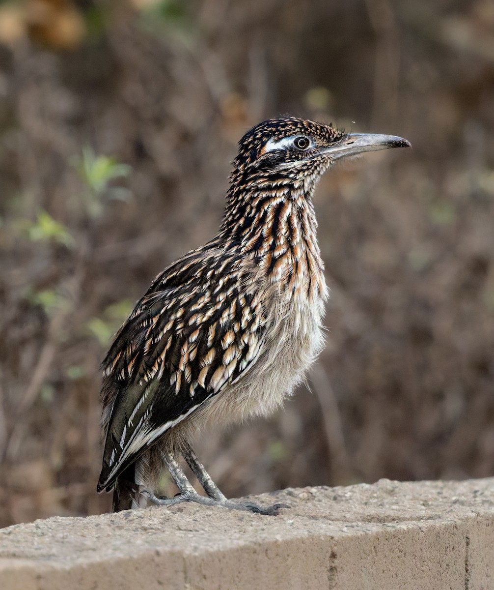 Greater Roadrunner - ML642870485
