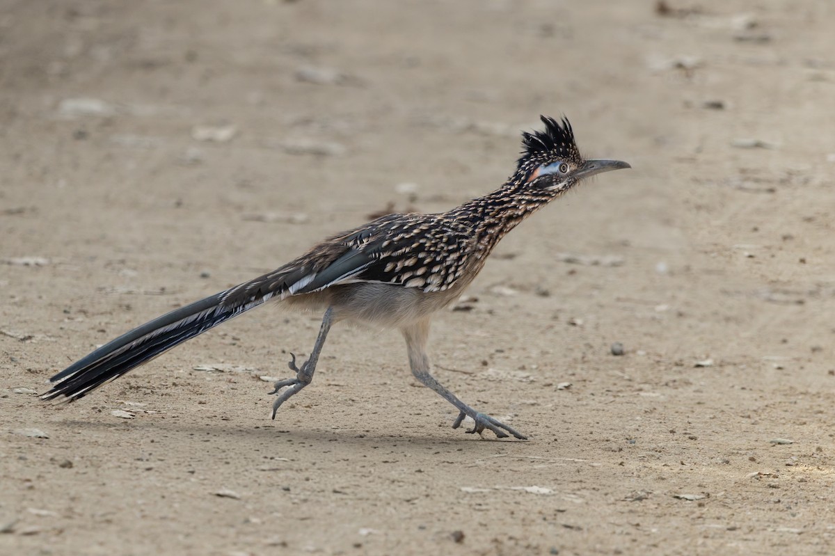 Greater Roadrunner - ML642870486