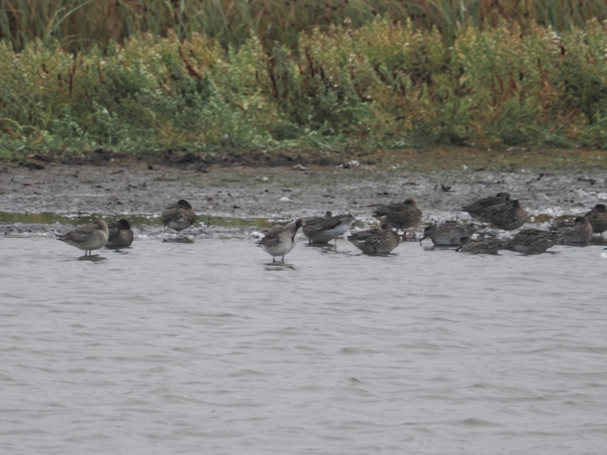 Hudsonian Godwit - ML642870488