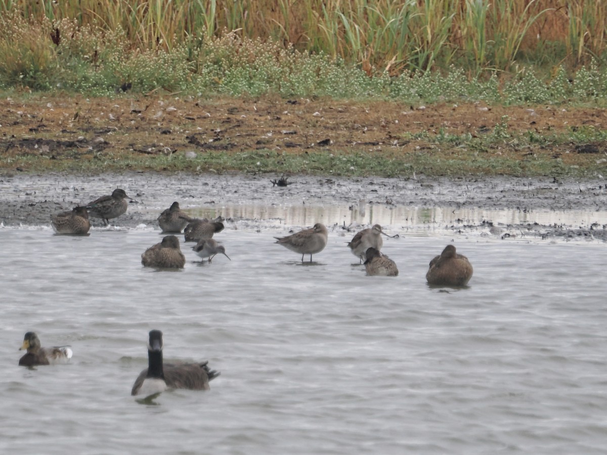 Hudsonian Godwit - ML642870489
