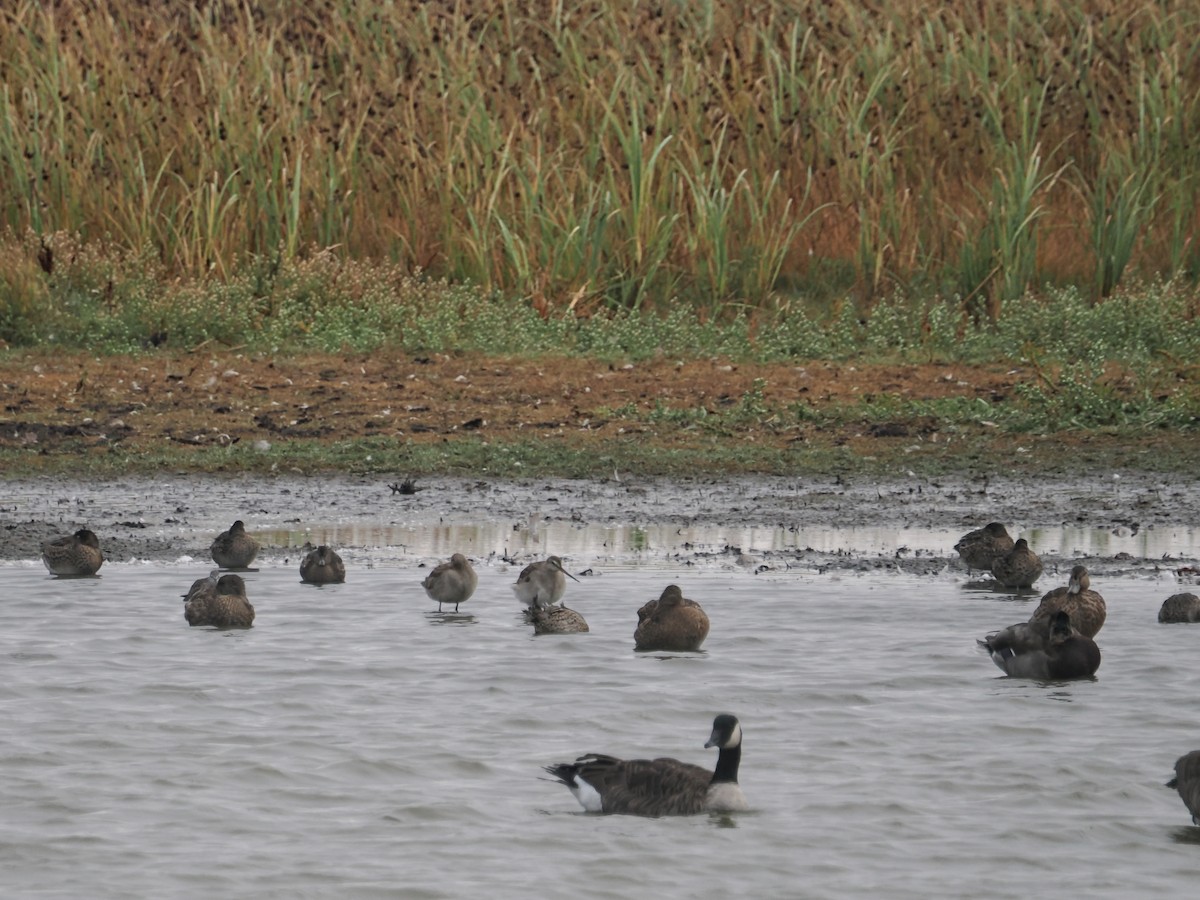 Hudsonian Godwit - ML642870491