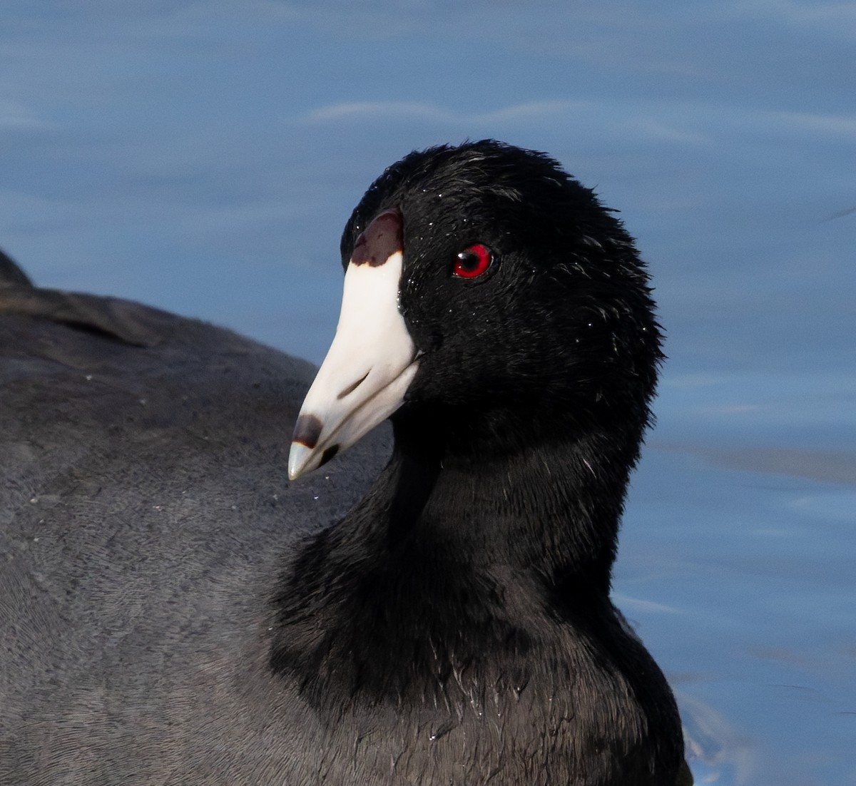 American Coot - ML642870494