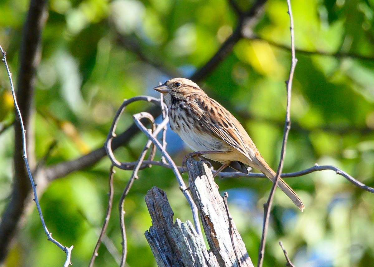 Savannah Sparrow - ML642870495