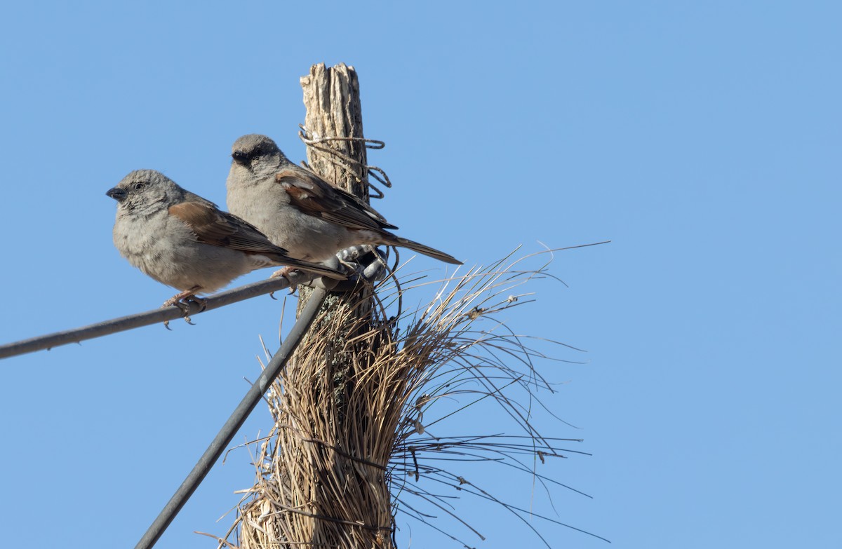 Swainson's Sparrow - ML642870500