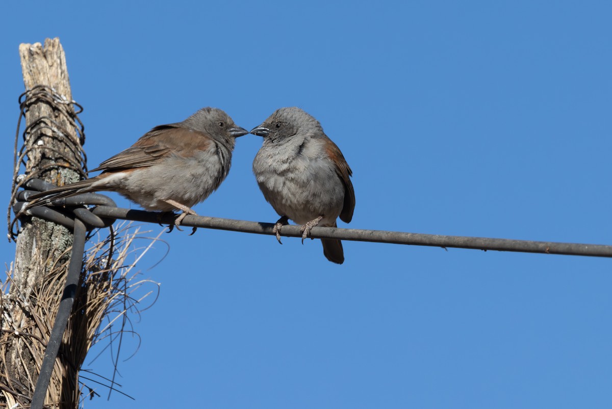 Swainson's Sparrow - ML642870501