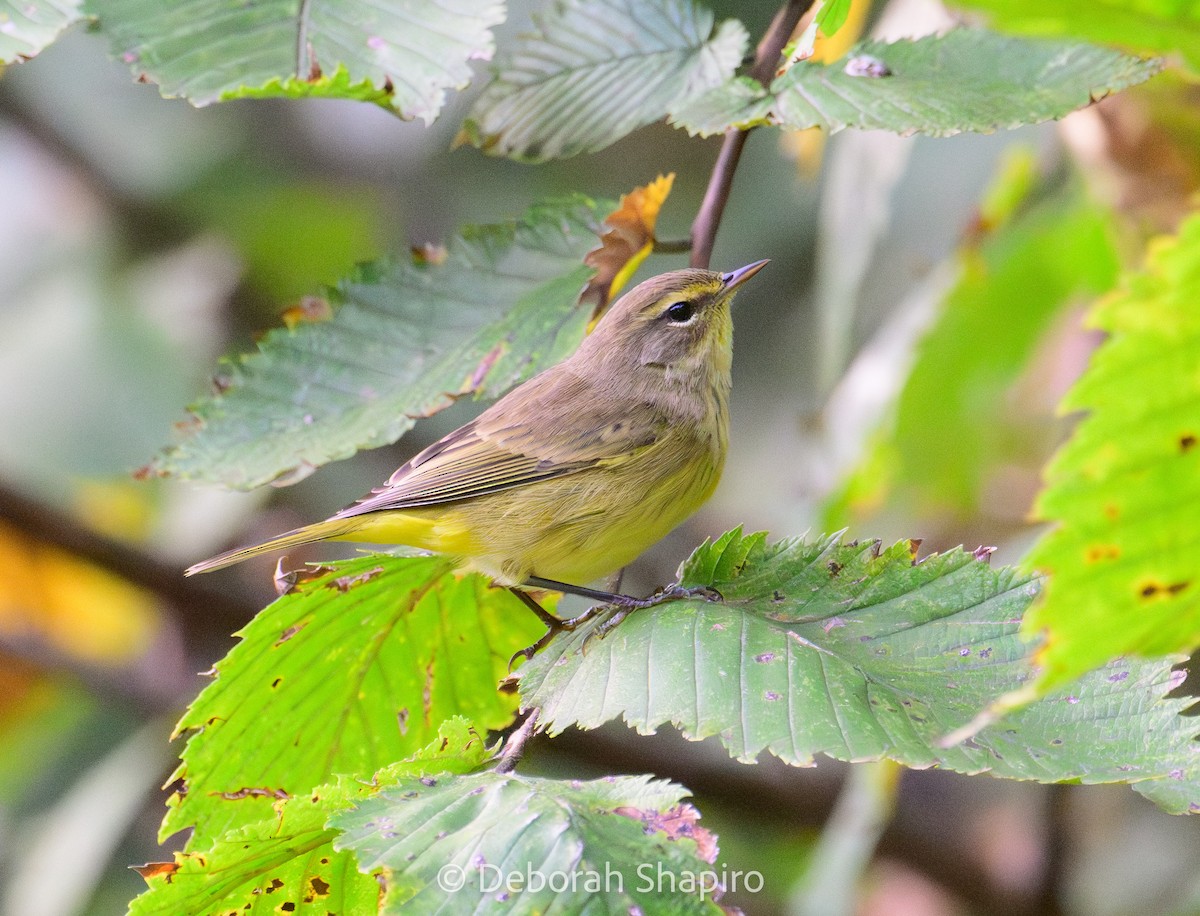 Palm Warbler - ML642870503
