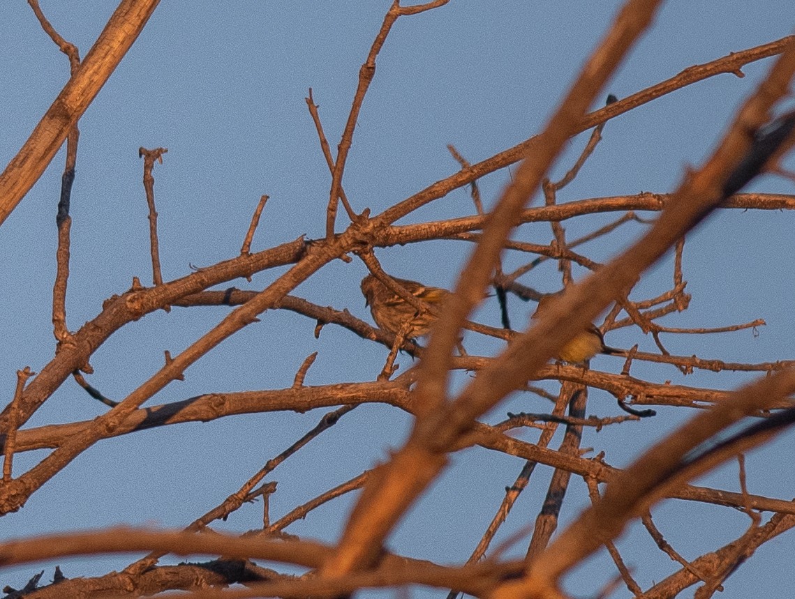 Pine Siskin - ML642870514