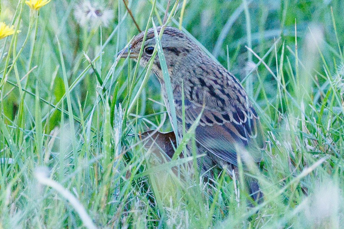 Lincoln's Sparrow - ML642870525
