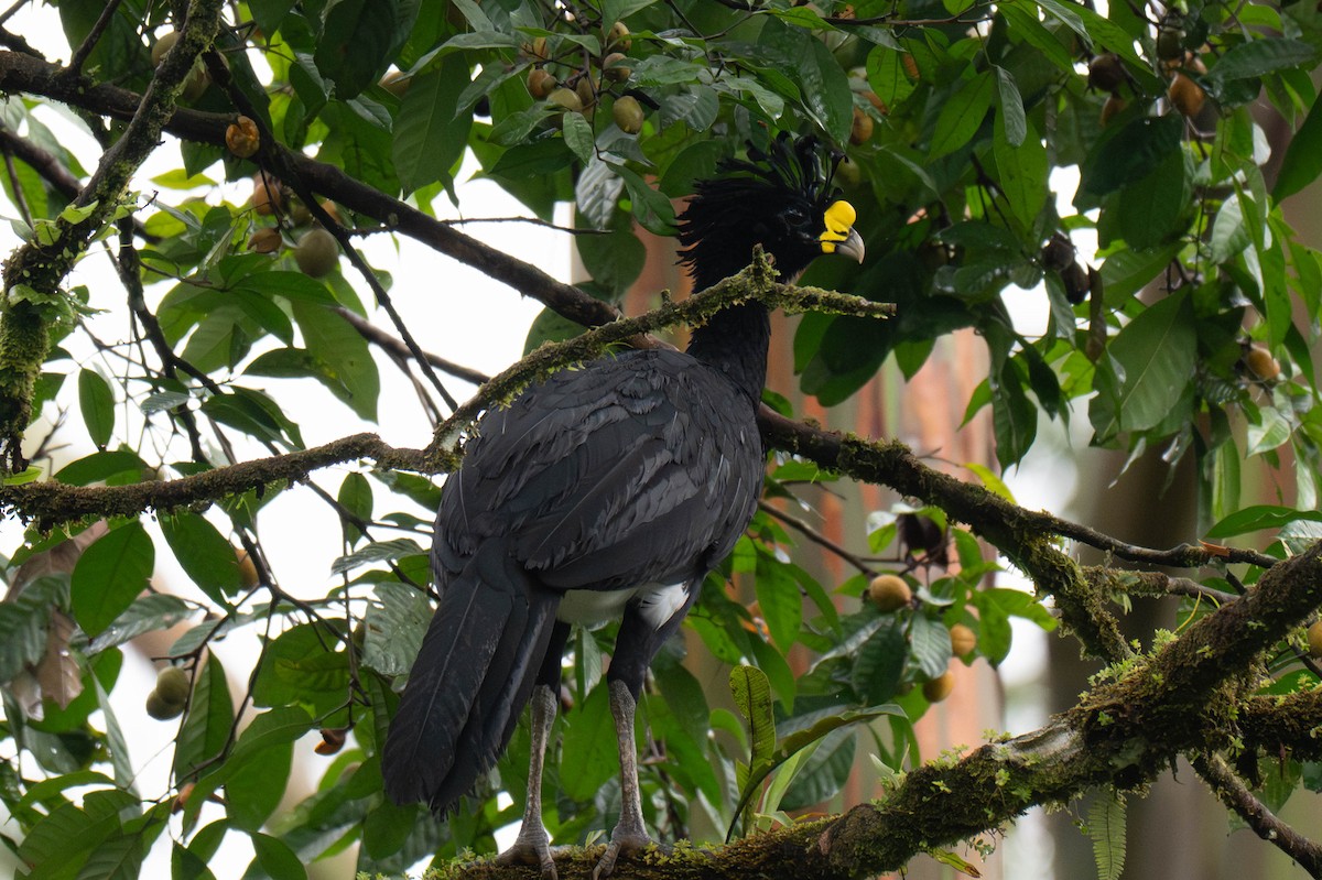 Great Curassow - ML642870526