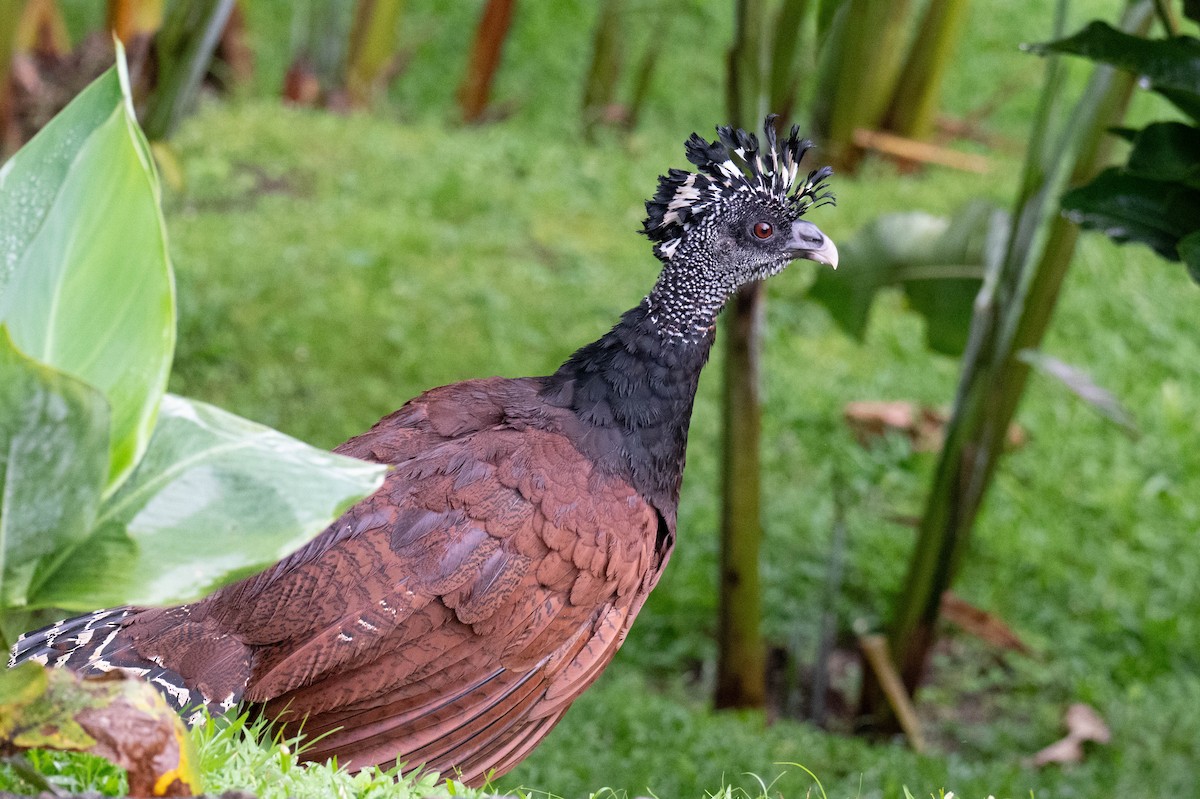 Great Curassow - ML642870527