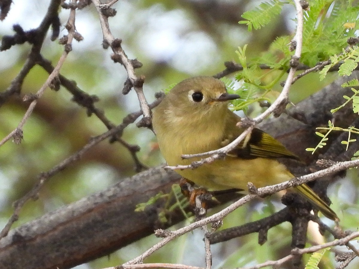 Ruby-crowned Kinglet - ML642870529