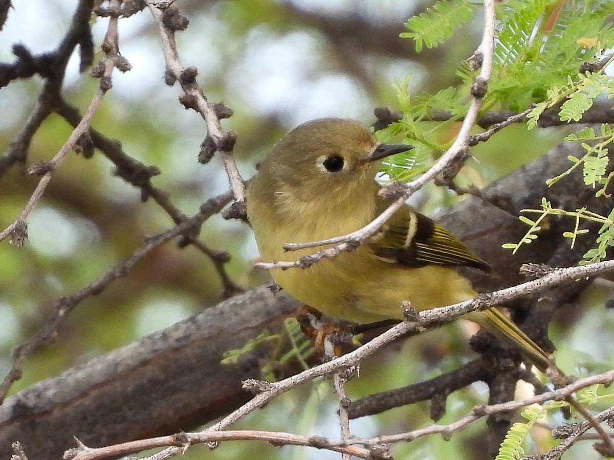 Ruby-crowned Kinglet - ML642870530