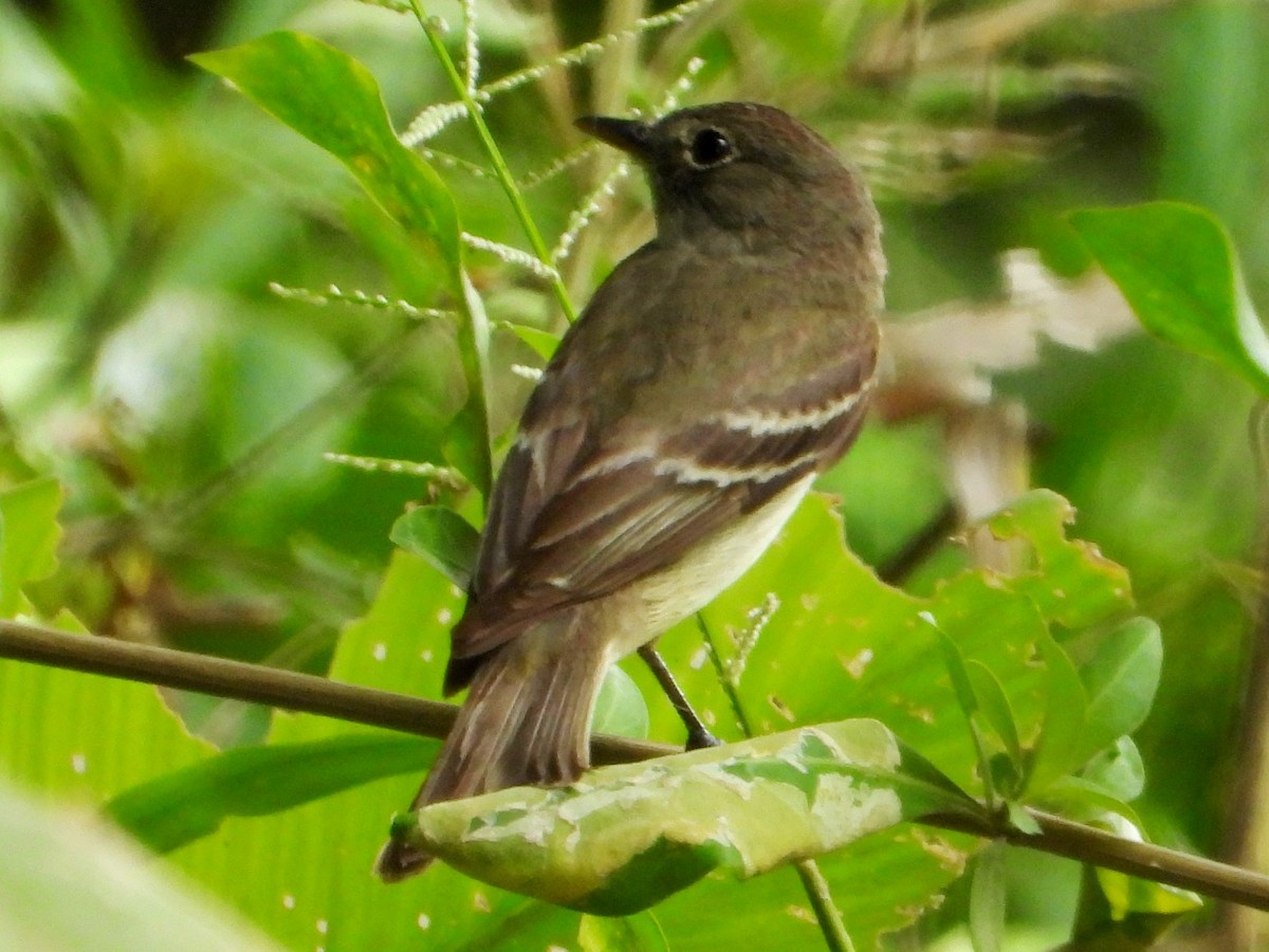 Alder Flycatcher - ML642870535
