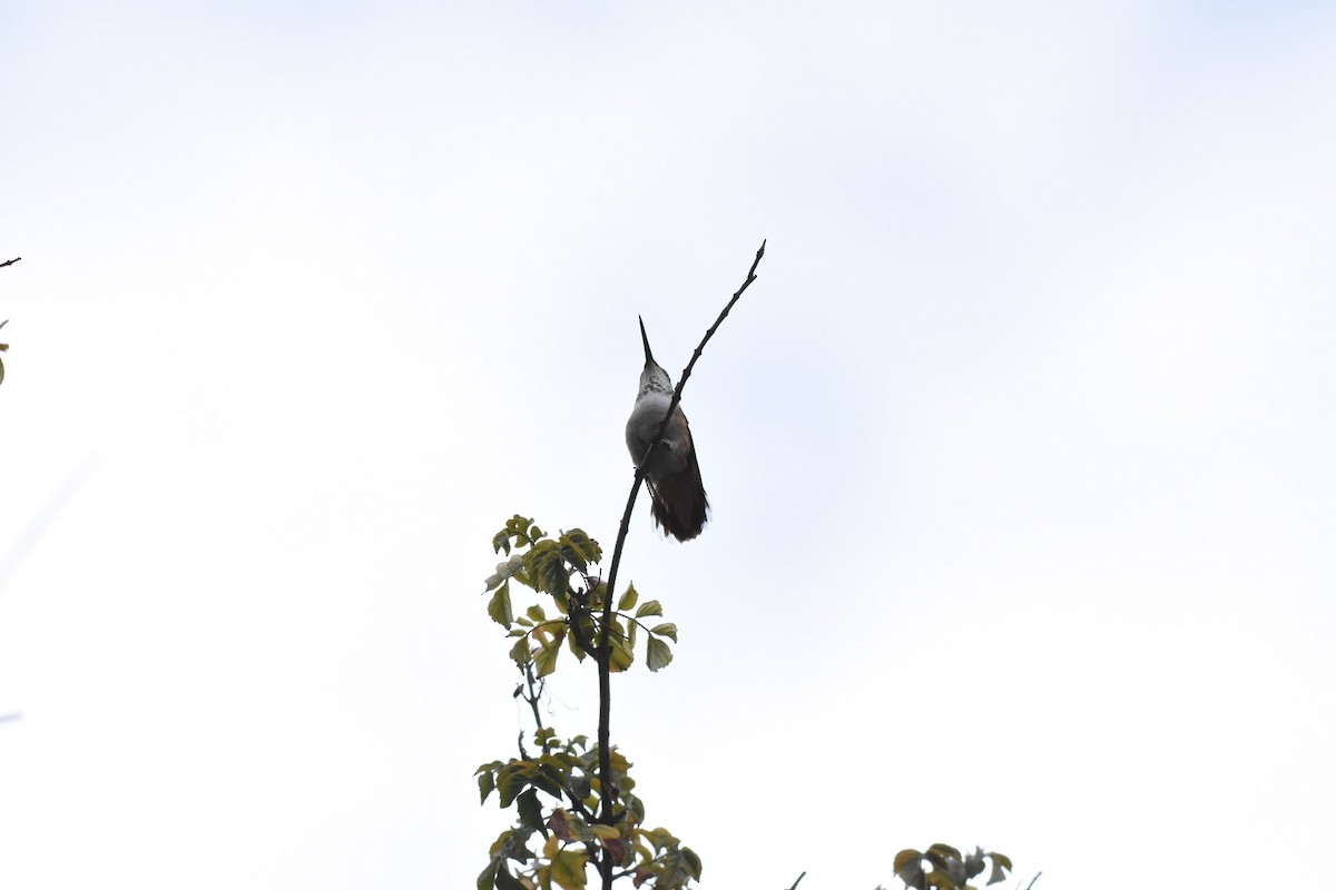 Allen's Hummingbird - ML642870547
