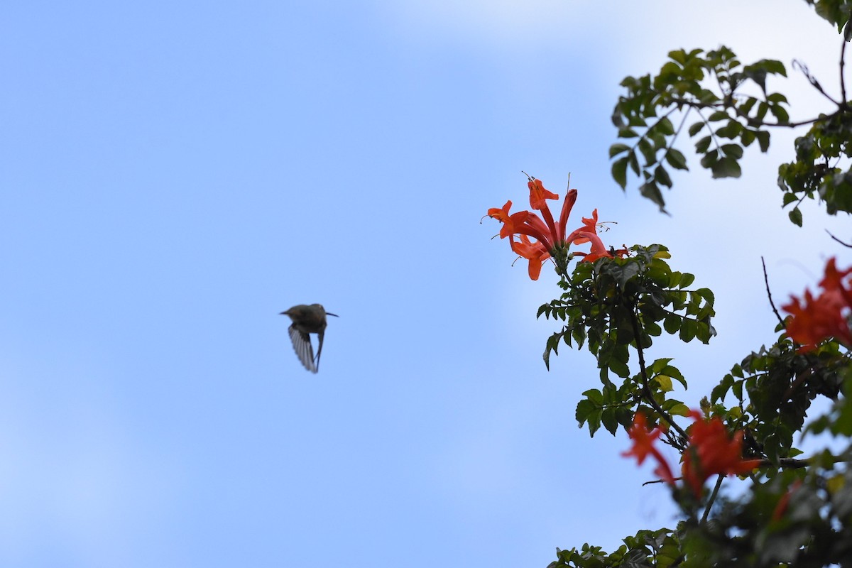 Allen's Hummingbird - ML642870548