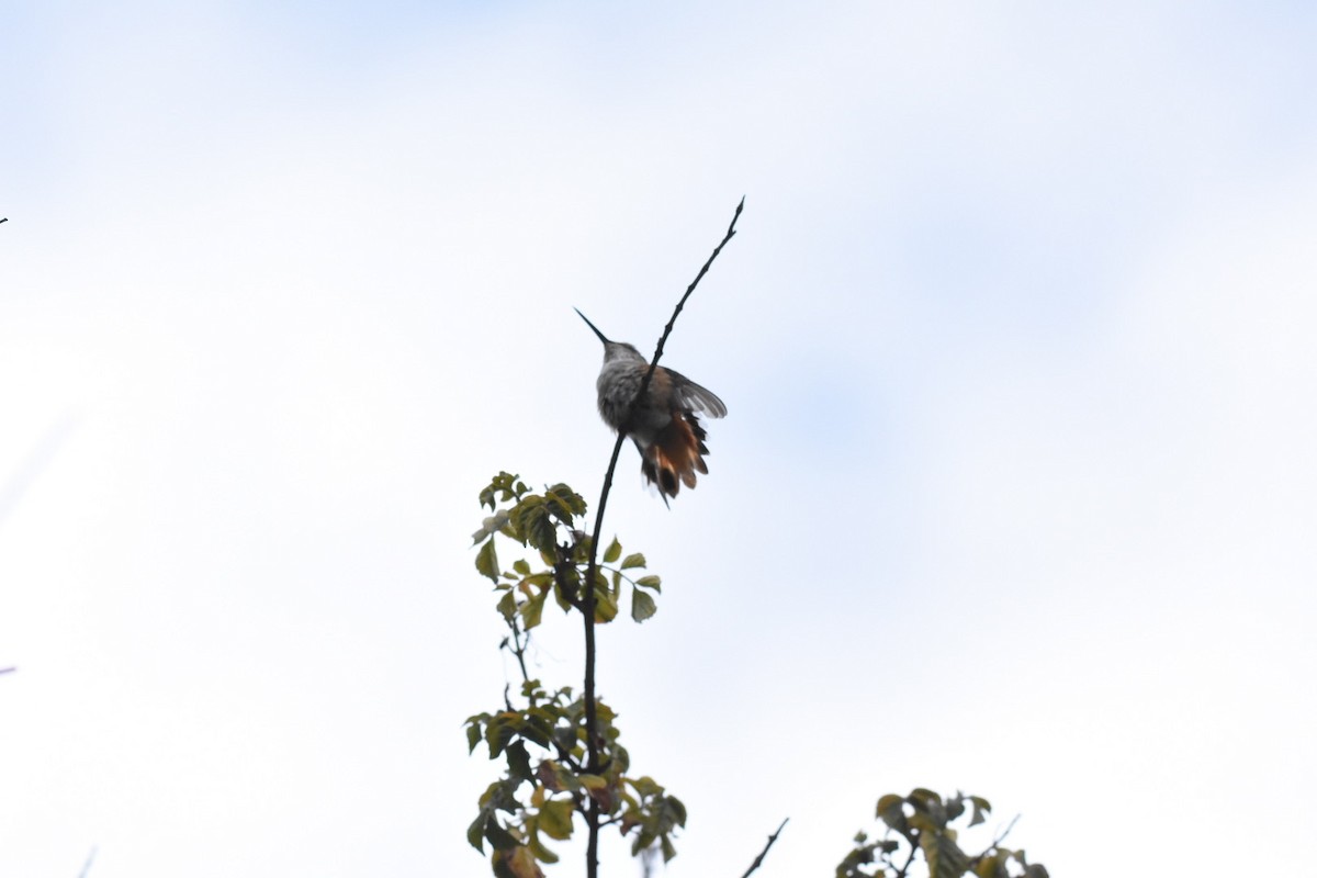 Allen's Hummingbird - ML642870553