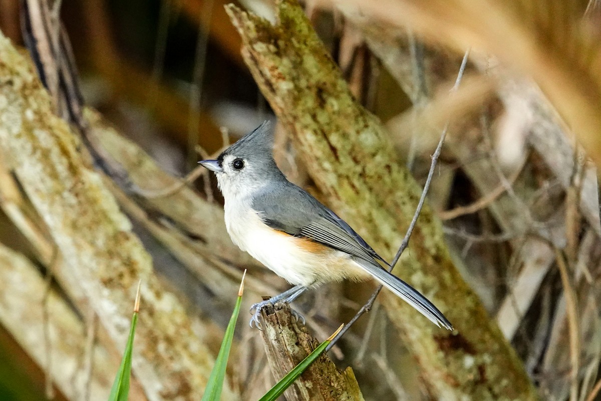 Mésange bicolore - ML642870555