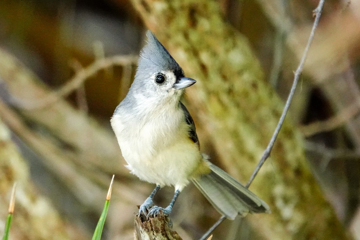 Mésange bicolore - ML642870556
