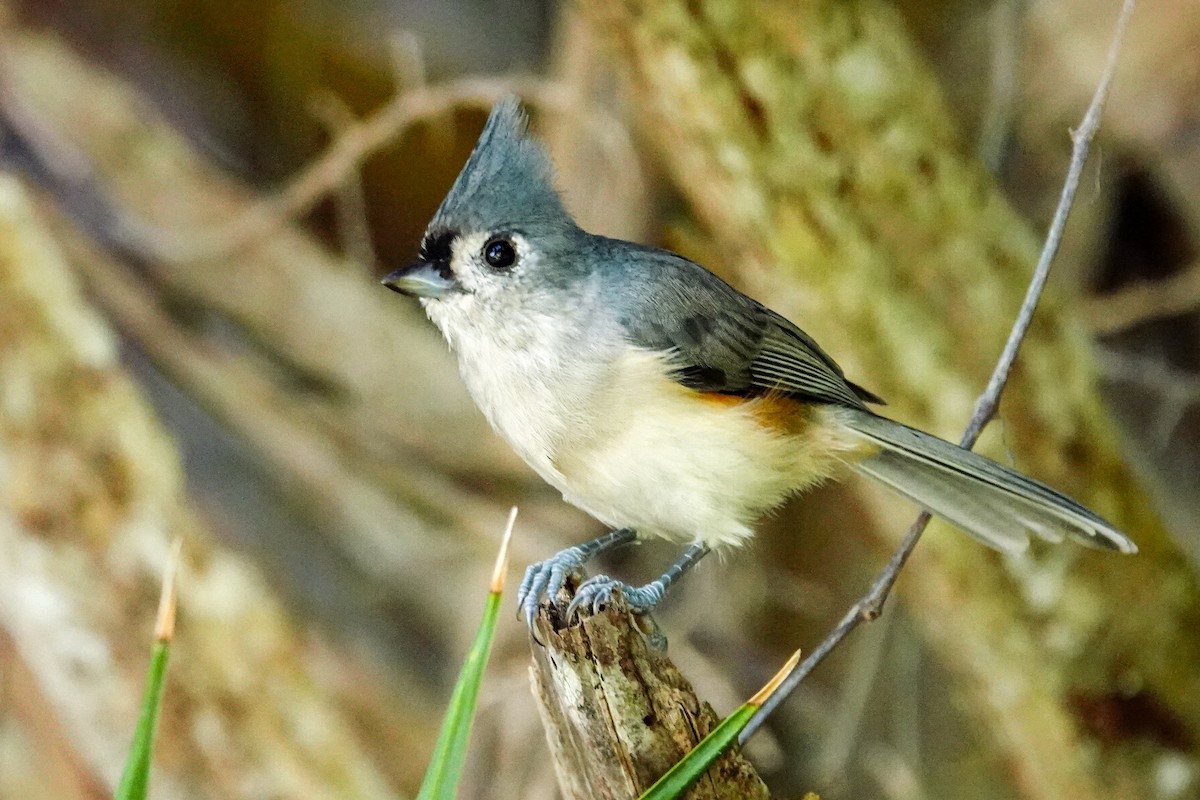 Mésange bicolore - ML642870557