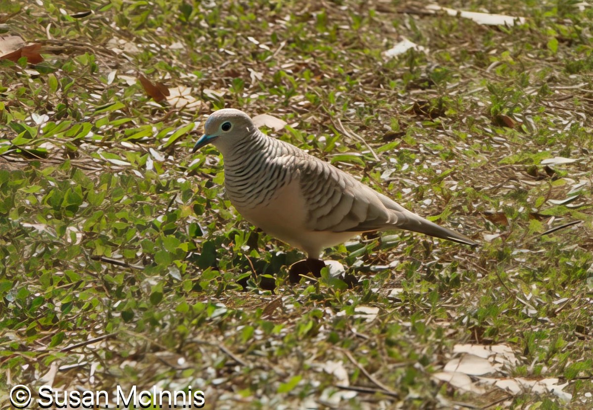 Peaceful Dove - ML642870561
