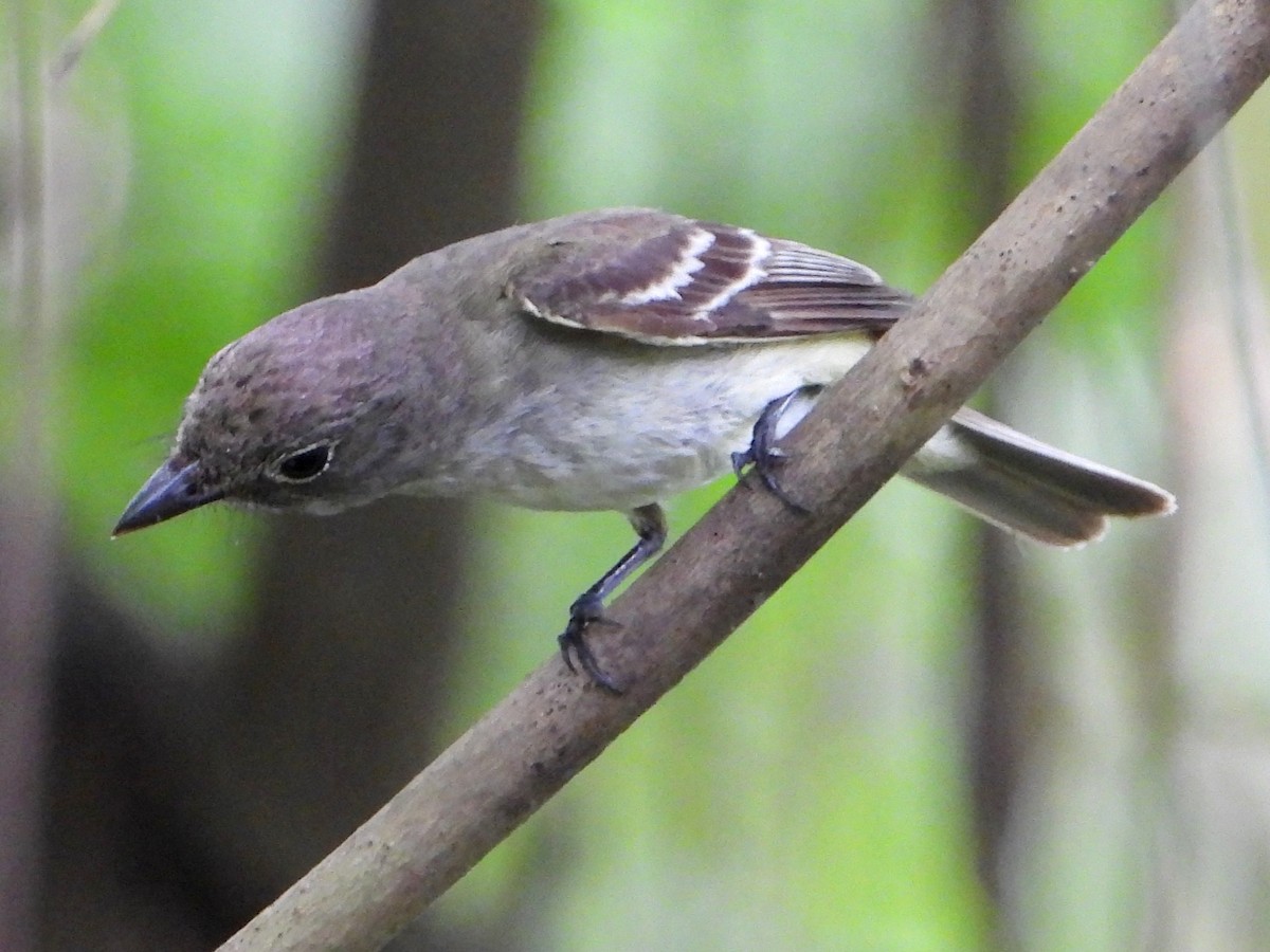 Alder Flycatcher - ML642870566