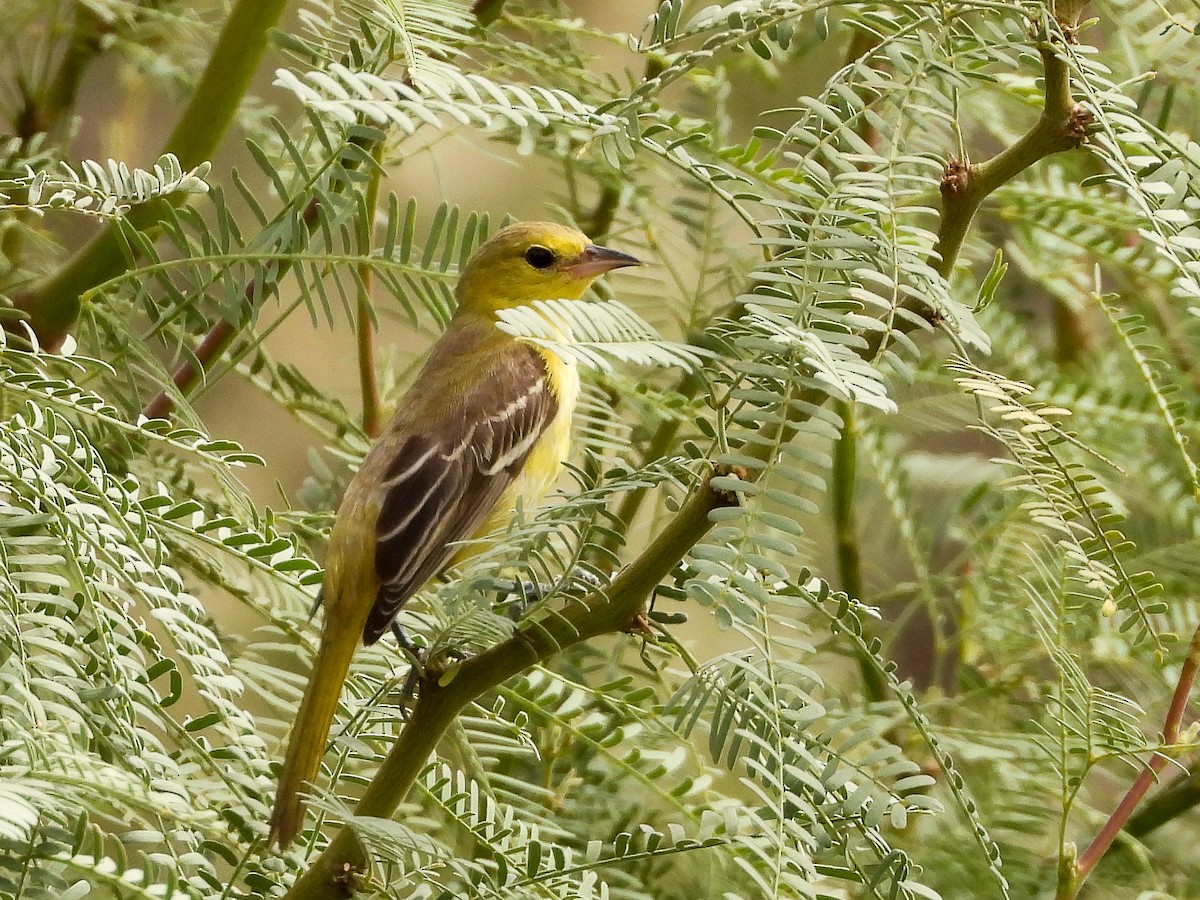 Oriole des vergers - ML642870567