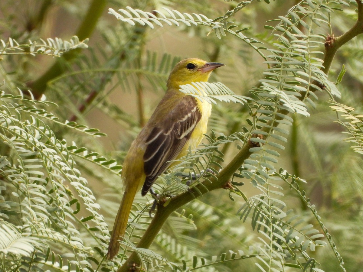 Oriole des vergers - ML642870568